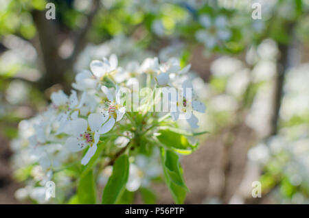 Blühende cherrybranches auf einem Baum im Frühling. Selektive konzentrieren. unscharfes Bild Stockfoto