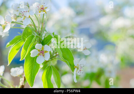 Blühende cherrybranches auf einem Baum im Frühling. Selektive konzentrieren. Stockfoto