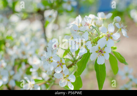 Blühende cherrybranches auf einem Baum im Frühling. Selektive konzentrieren. unscharfes Bild Stockfoto