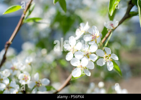 Blühende cherrybranches auf einem Baum im Frühling. Selektive konzentrieren. unscharfes Bild Stockfoto