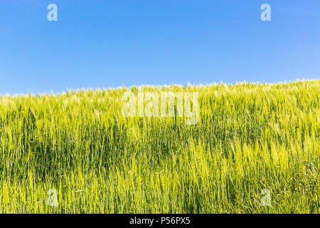 Kornfeld im Sommer mit blauem Himmel Stockfoto