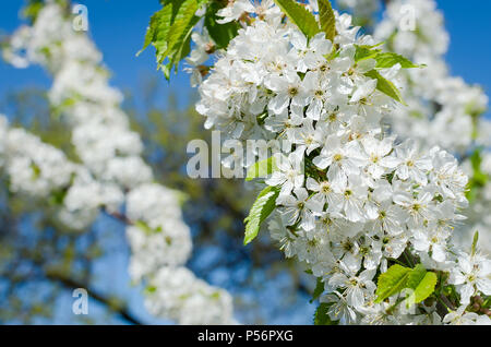 Blühende cherrybranches auf einem Baum im Frühling. Selektive konzentrieren. Stockfoto