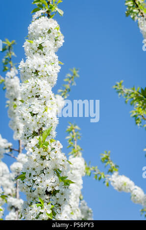 Blühende cherrybranches auf einem Baum im Frühling. Selektive konzentrieren. Stockfoto