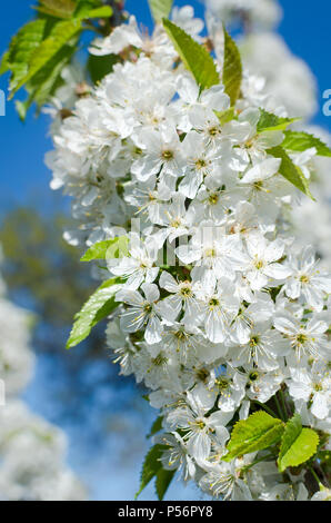 Blühende cherrybranches auf einem Baum im Frühling. Selektive konzentrieren. Stockfoto