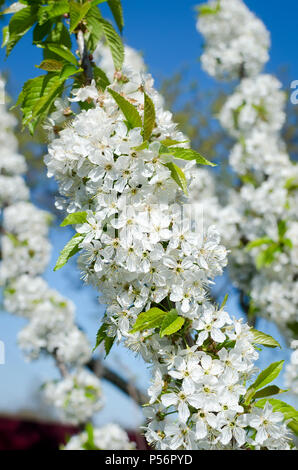 Blühende cherrybranches auf einem Baum im Frühling. Selektive konzentrieren. Stockfoto