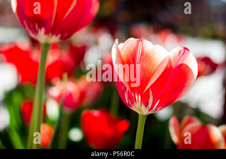 Rote Tulpen mit einem selektiven Fokus und eine geringe Tiefenschärfe fotografiert. Stockfoto