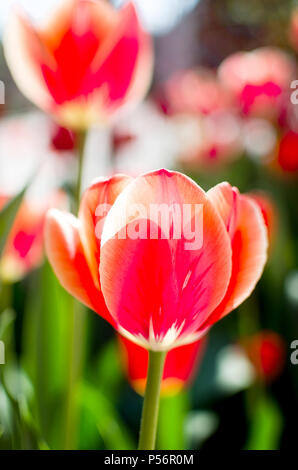 Rote Tulpen mit einem selektiven Fokus und eine geringe Tiefenschärfe fotografiert. Stockfoto
