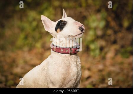 Miniatur Bullterrier Portrait Stockfoto