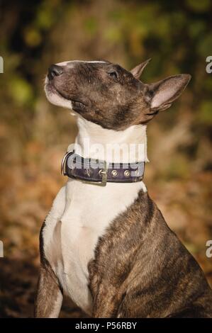 Miniatur Bullterrier Portrait Stockfoto
