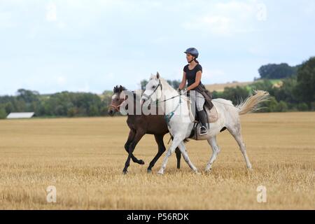 Warmblüter Stockfoto