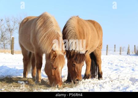 2 Islandpferde Stockfoto