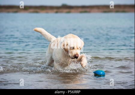 Labrador Retriever spielen Stockfoto