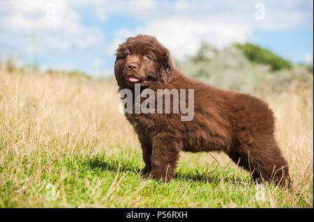 Neufundländer Welpen Stockfoto