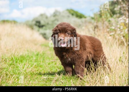 Neufundländer Welpen Stockfoto