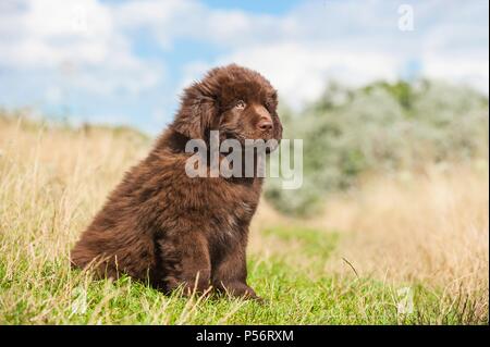 Neufundländer Welpen Stockfoto