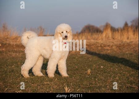 junge Riesen Pudel Stockfoto