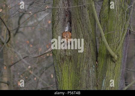 braune Eule Stockfoto