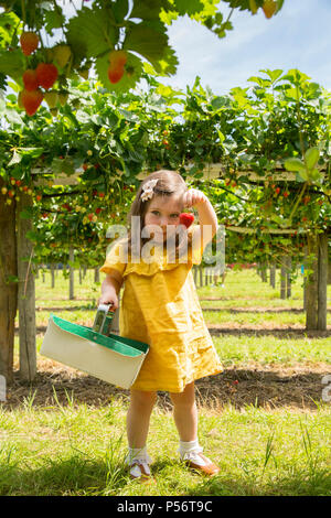 Kleinkind Mädchen Erdbeerpflücken Stockfoto