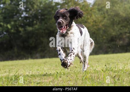 Deutsch Langhaar Zeiger laufen Stockfoto