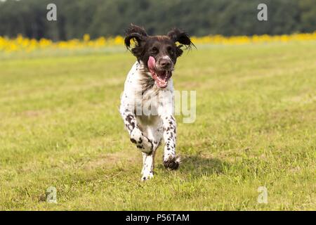 Deutsch Langhaar Zeiger laufen Stockfoto