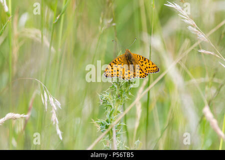 Hohe braun Fritillaryschmetterling in Gras Wiese auf der South Downs Way UK. Seltene und gefährdete Arten. Orange oberen Flügel mit schwarzen Markierungen. Stockfoto