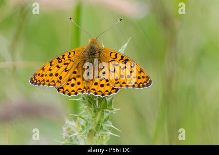 Hohe braun Fritillaryschmetterling in Gras Wiese auf der South Downs Way UK. Seltene und gefährdete Arten. Orange oberen Flügel mit schwarzen Markierungen. Stockfoto