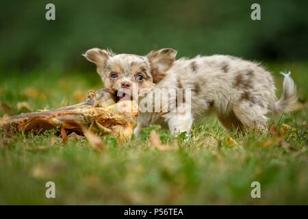 Langhaar Chihuahua Welpen Stockfoto