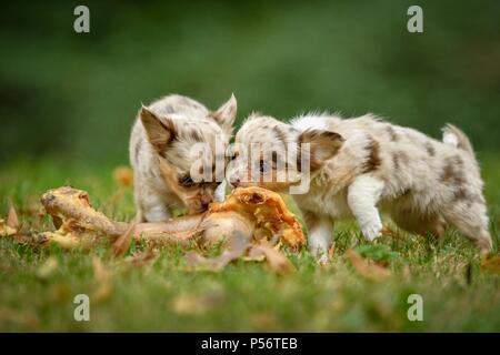 Langhaar Chihuahua Welpen Stockfoto