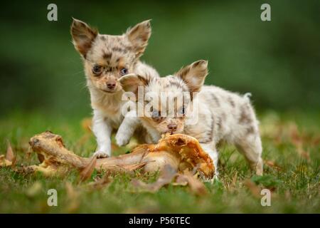 Langhaar Chihuahua Welpen Stockfoto