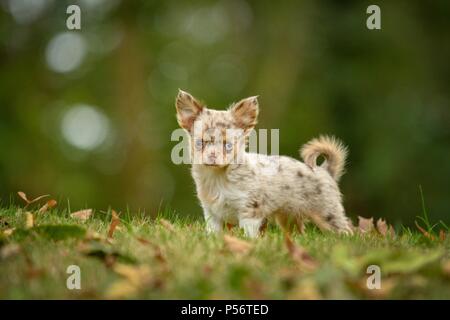 Langhaar Chihuahua Welpen Stockfoto