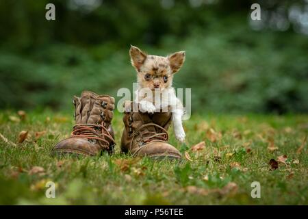 Langhaar Chihuahua Welpen Stockfoto