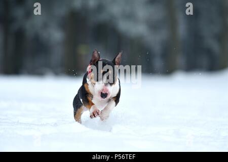 Miniatur Bullterrier ausgeführt Stockfoto
