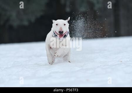Miniatur Bullterrier ausgeführt Stockfoto