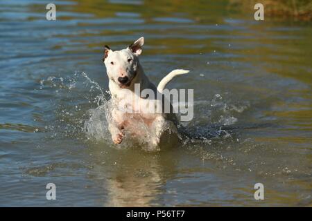 Miniatur Bullterrier ausgeführt Stockfoto