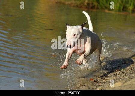 Miniatur Bullterrier ausgeführt Stockfoto