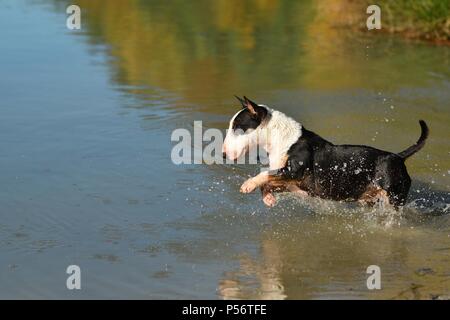 Miniatur Bullterrier ausgeführt Stockfoto