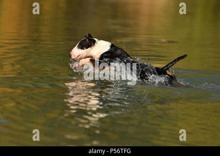 Miniatur Bullterrier ausgeführt Stockfoto