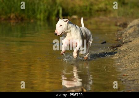 Miniatur Bullterrier ausgeführt Stockfoto