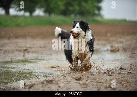 Border Collie zu spielen Stockfoto