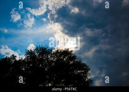 Ein sonniger Tag mit Gewitterwolken am Himmel. Im Vordergrund ist ein Baum. Stockfoto