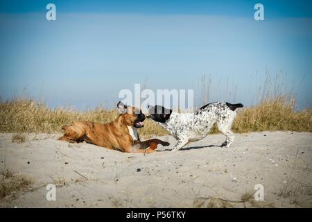 2 Hunde Stockfoto