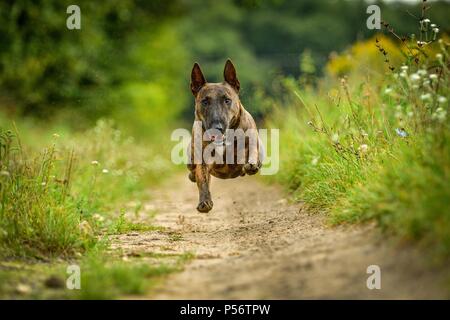 Miniatur Bullterrier ausgeführt Stockfoto