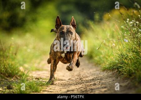 Miniatur Bullterrier ausgeführt Stockfoto