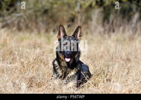 liegender Deutscher Schäferhund-DDR Stockfoto