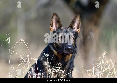 Deutscher Schäferhund DDR Porträt Stockfoto