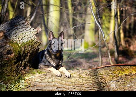 liegender Deutscher Schäferhund-DDR Stockfoto