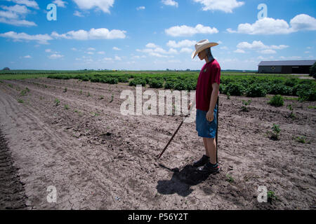 Mannequin gekleidet wie ein Landwirt in einem Feld weg Vögel zu erschrecken. Stockfoto