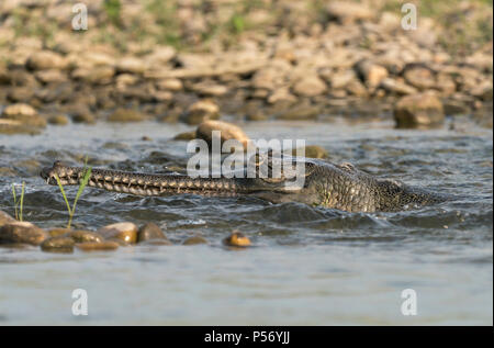 Gharial oder false gavial Nahaufnahme Porträt in den Fluss. Wildlife Tier Foto in Asien Stockfoto