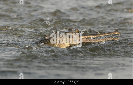 Gharial oder false gavial Nahaufnahme Porträt in den Fluss. Wildlife Tier Foto in Asien Stockfoto