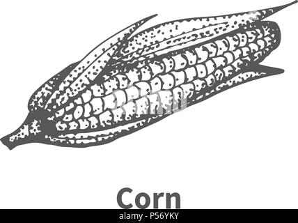 Vector Illustration Hand - Mais gezeichnet Stock Vektor